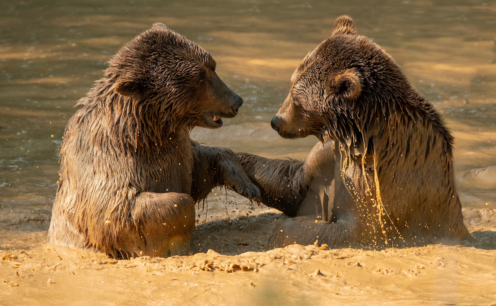 Visit the Bears at Wildheart at Regenerative Design 2026